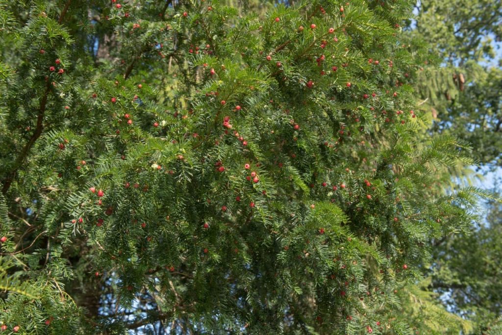Taxus baccata tree with pine-like leaves and round red berries