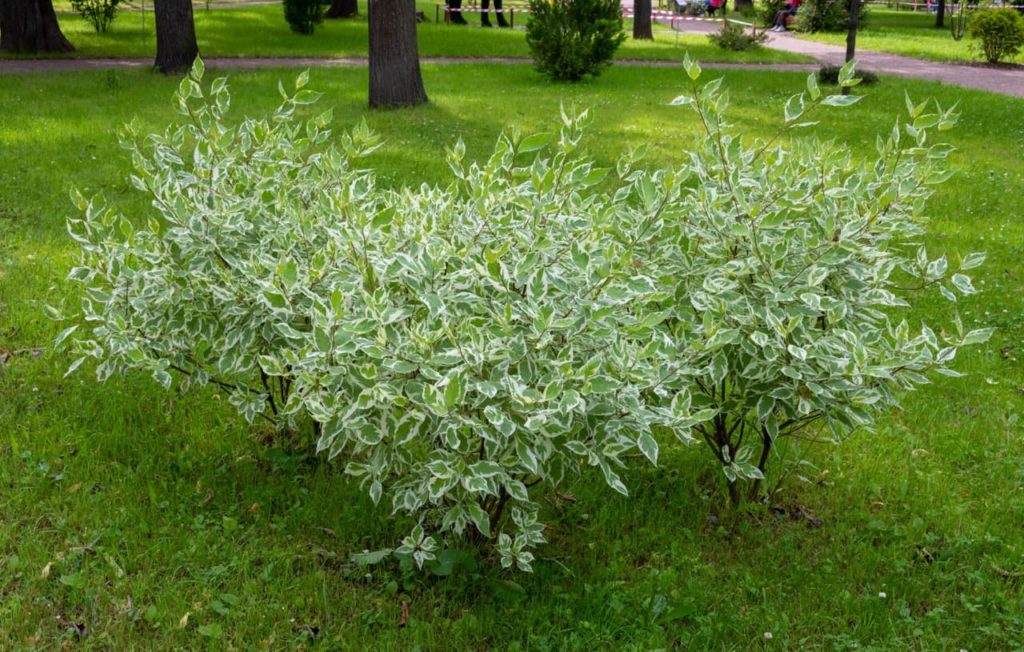 white and green variegated leaves from Cornus alba shrubs growing in a park