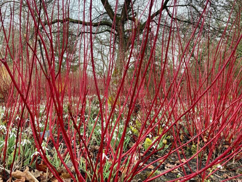 How And When To Prune Dogwood Shrubs Horticulture.co.uk