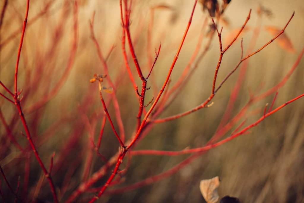 the bright red branches of a Cornus shrub growing outdoors in the winter