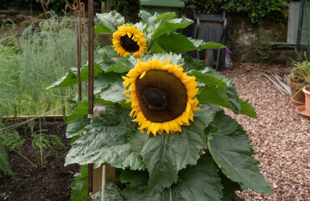 Helianthus annuus 'Little Dorrit' with large centres and frilly yellow petals