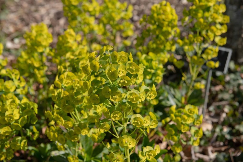 Mrs Robb's bonnet shrub with cup-shaped yellow flowers growing in clusters on tall stems