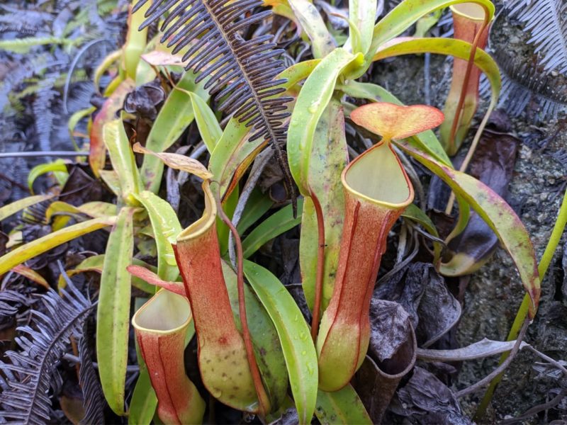 How To Grow Nepenthes 'Pitcher Plants' Horticulture.co.uk