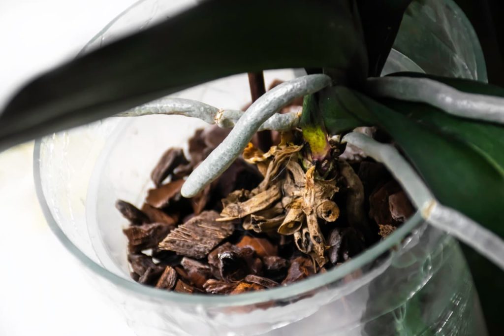 a potted orchid with grey roots growing from a medium made up of wood bark