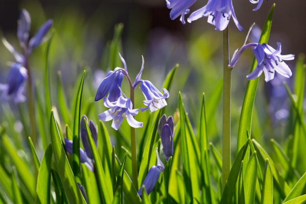 Hyacinthoides non-scripta flowers with bell-shaped purple petals drooping from tall stems