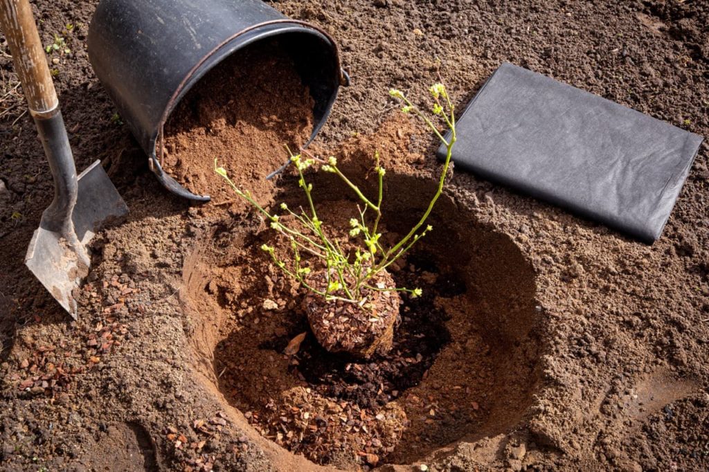 Vaccinium corymbosum shrub being planted into a hole in the ground that is being filled in with fine compost