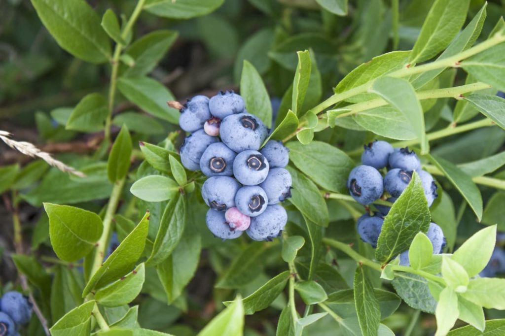 Vaccinium corymbosum bush with rounded purply-blue fruits growing in bunches amongst the plant's lanceolate leavs