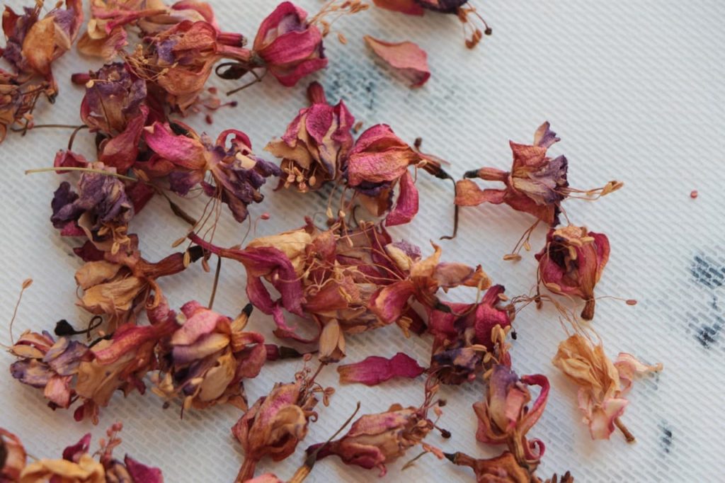faded fuchsia flowers that have been cut from their plant and dried on a surface indoors