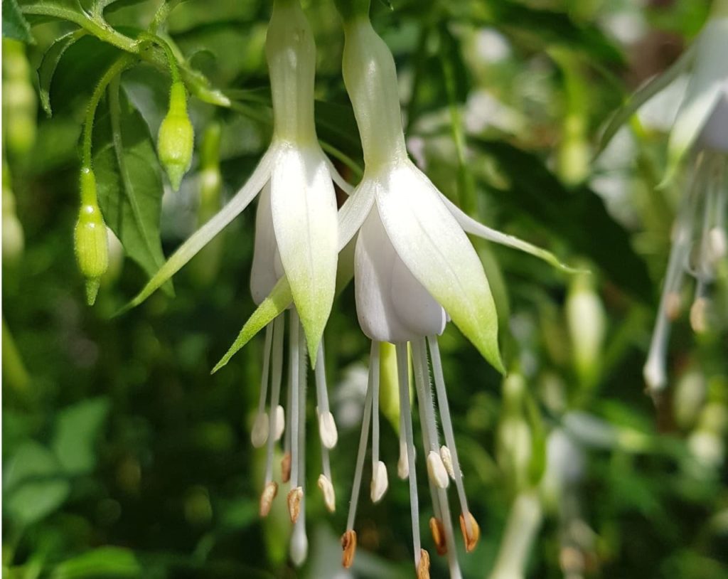 Fuchsia 'Hawkshead' with white flowers that have green tips at the end of the petals