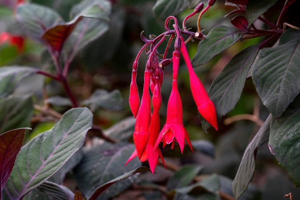 the bright red tubular flowers of a fuchsia triphylla 'Gartenmeister Bonstedt' shrub with serrated dark green leaves
