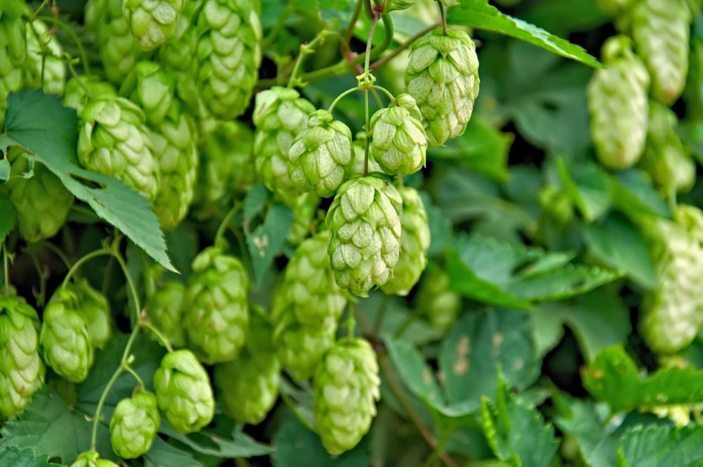 oval shaped pale green hops dangling from thin green stems