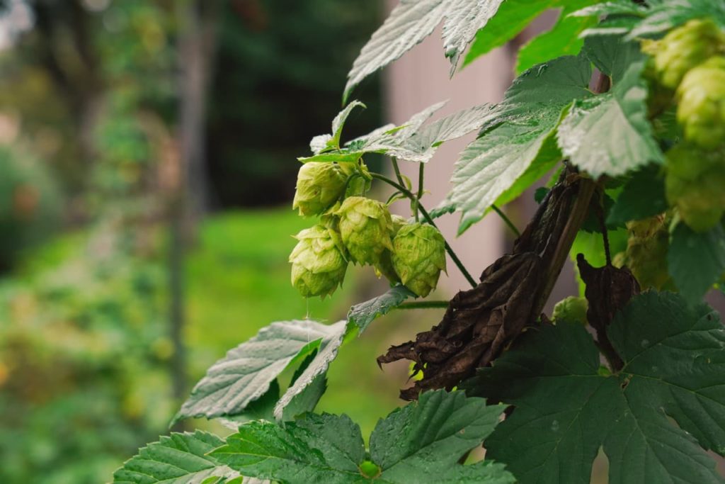 hops bine with serrated leaves and green cones