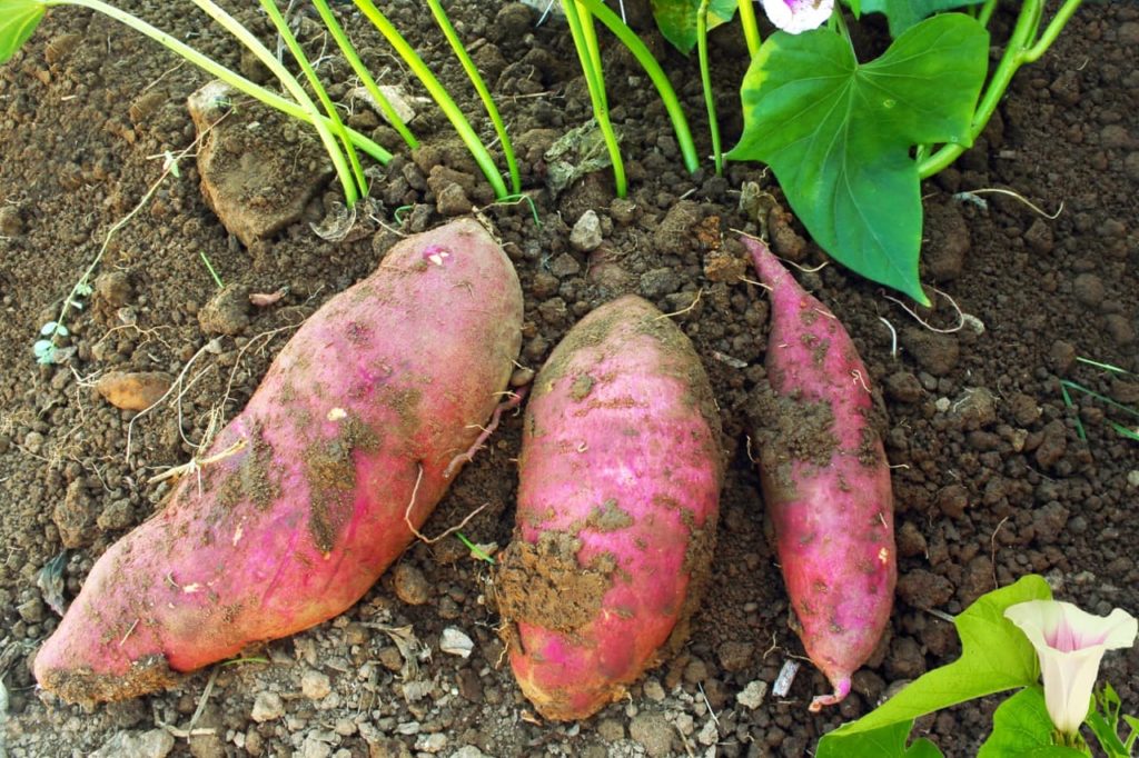 harvested Ipomoea batatas that are a pink and red colour covered in soil