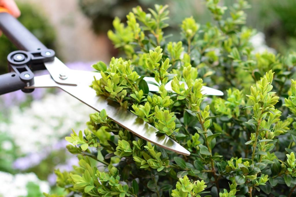 pruning shears being used to cut the overgrown branches of a buxus shrub