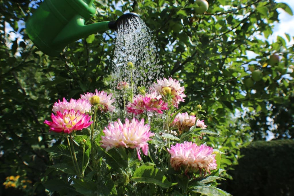 a watering can fitted with a rose being used to irrigate pink and white flowering dahlias