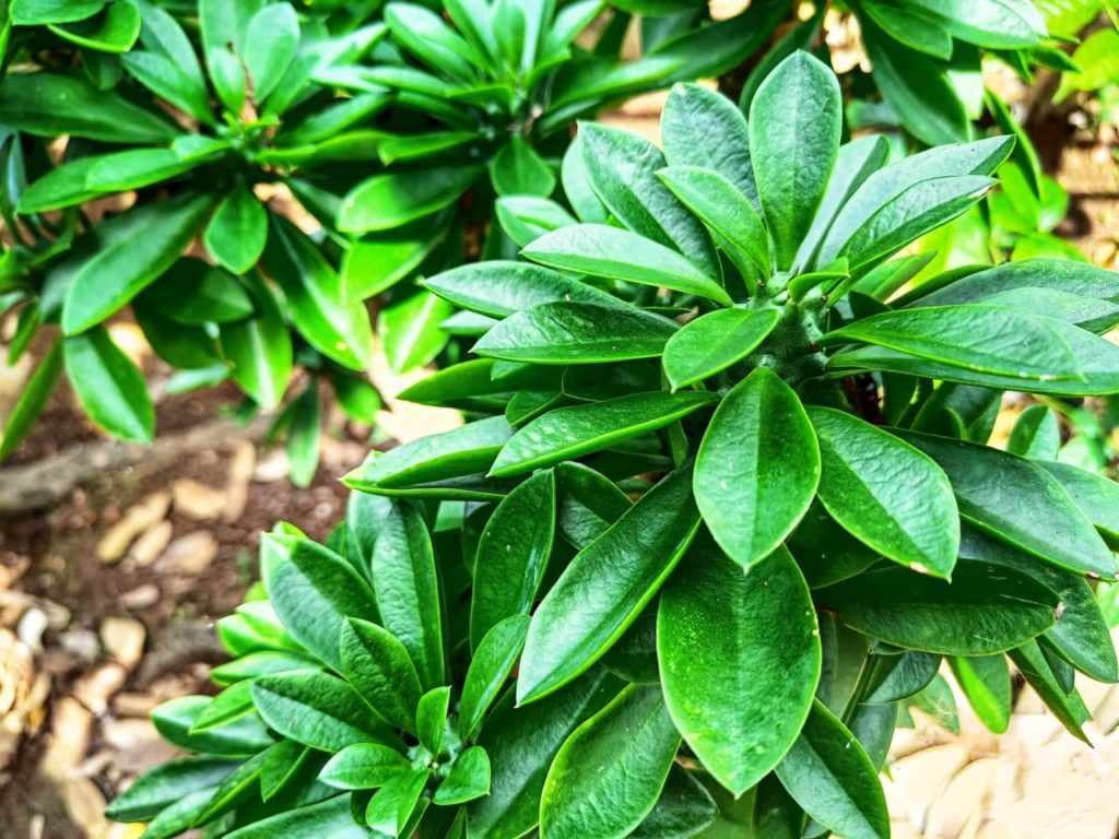 a euphorbia shrub with a star-shaped form of glossy lanceolate leaves growing in a garden border