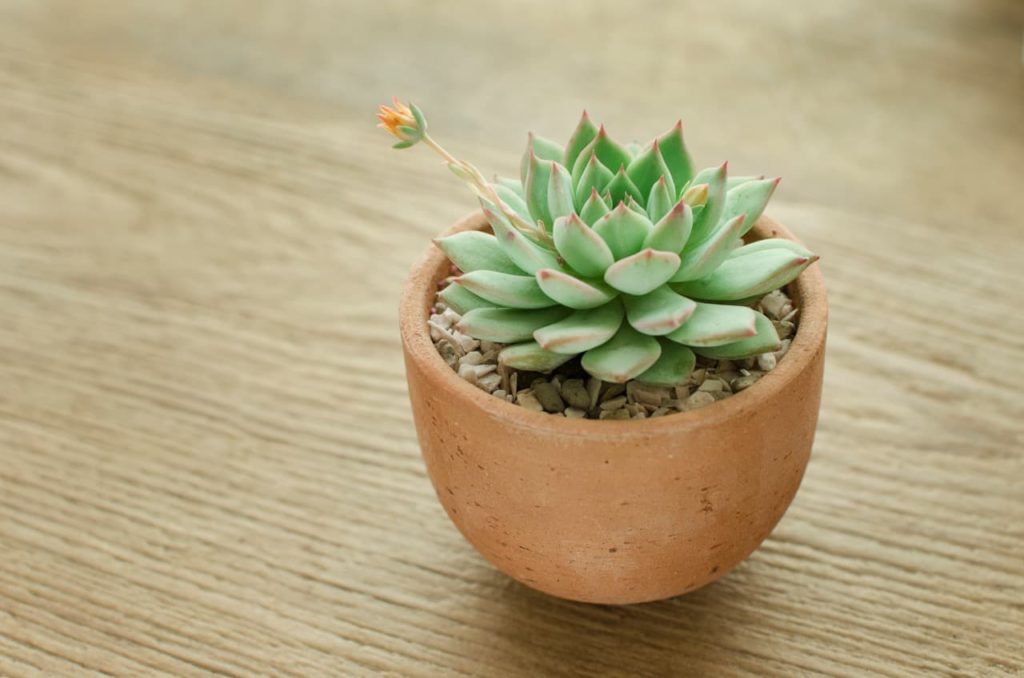 young potted echeveria plant with fleshed-out green leaves tipped with red and a single orange flower