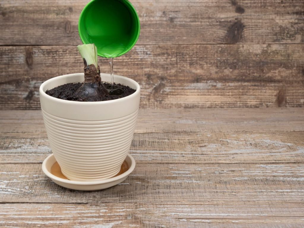 container-grown amaryllis bulb with cut back foliage being watered at the base 