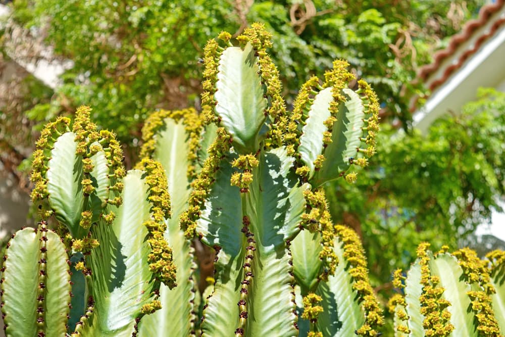 euphorbia eritrea cactus growing in full sun