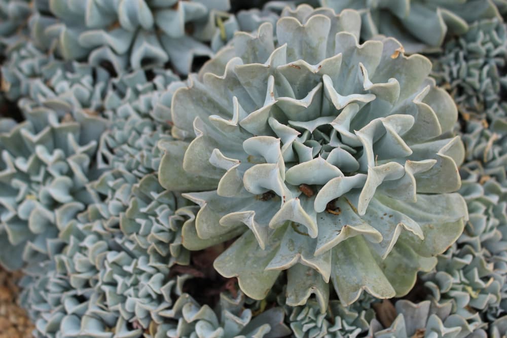 magnified view of Echeveria 'Blue Frills'
