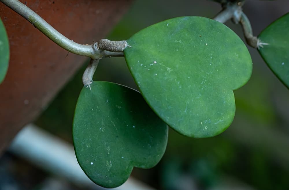 loveheart-shaped leaves of hoya kerrii