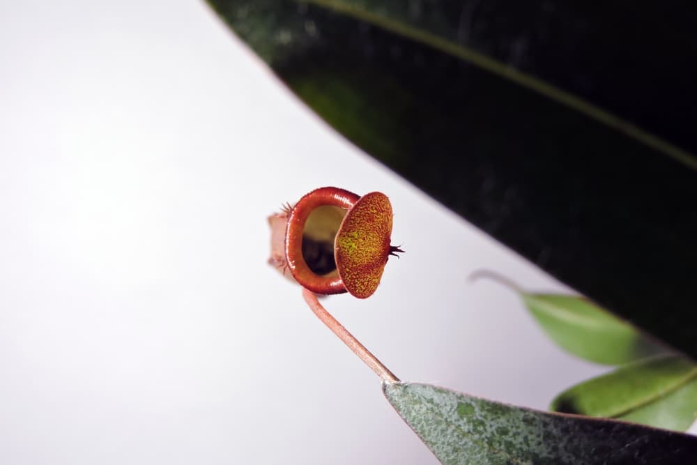 birds eye view of a small red pitcher of N. 'Rebecca Soper'