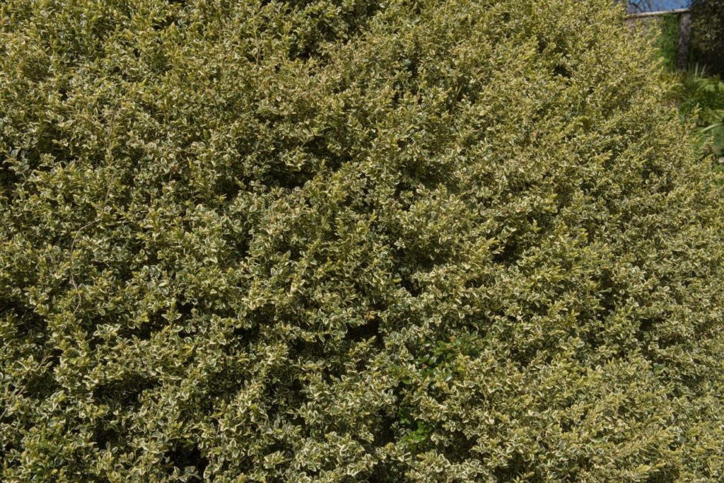 large Buxus sempervirens 'Elegantissima' shrub with yellowy-green leaves