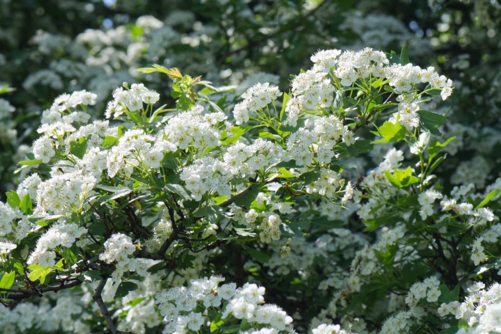 the white flowering blossom from a large C. laevigata shrub