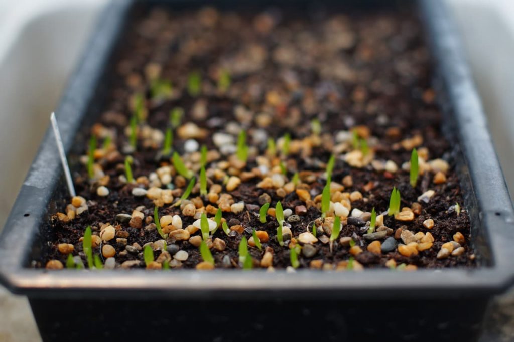 young aloe plants germinating in a long trough container filled with moist soil