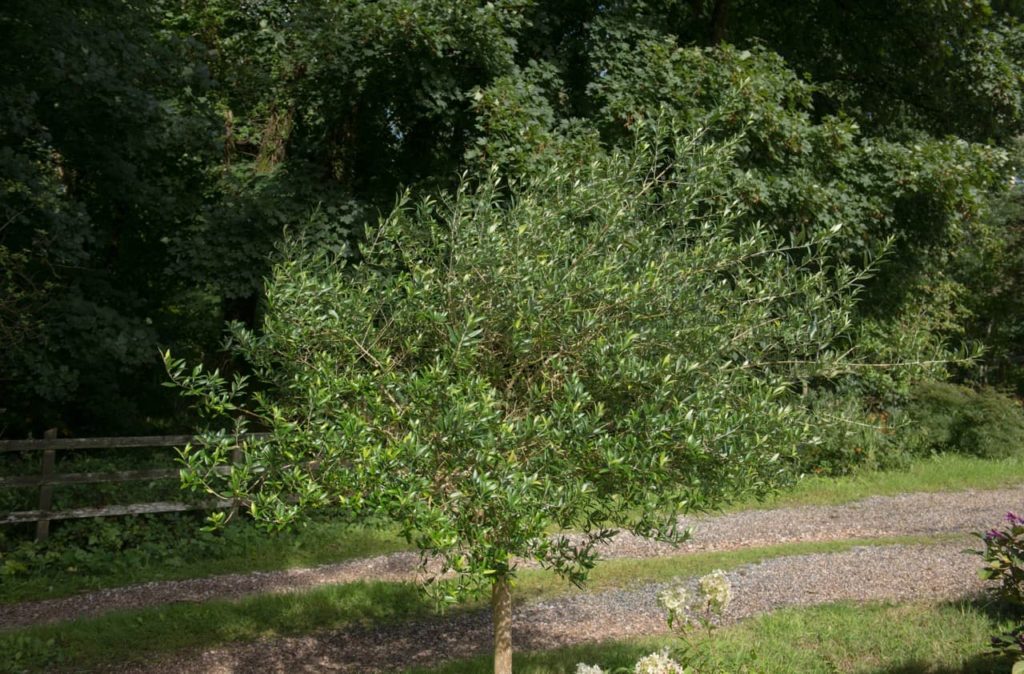 Olea europaea tree with glossy lanceolate leaves growing in a field next to a gravel path