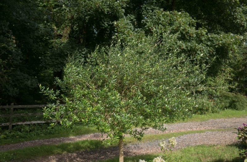 Olive Tree Watering Guidelines Horticulture.co.uk