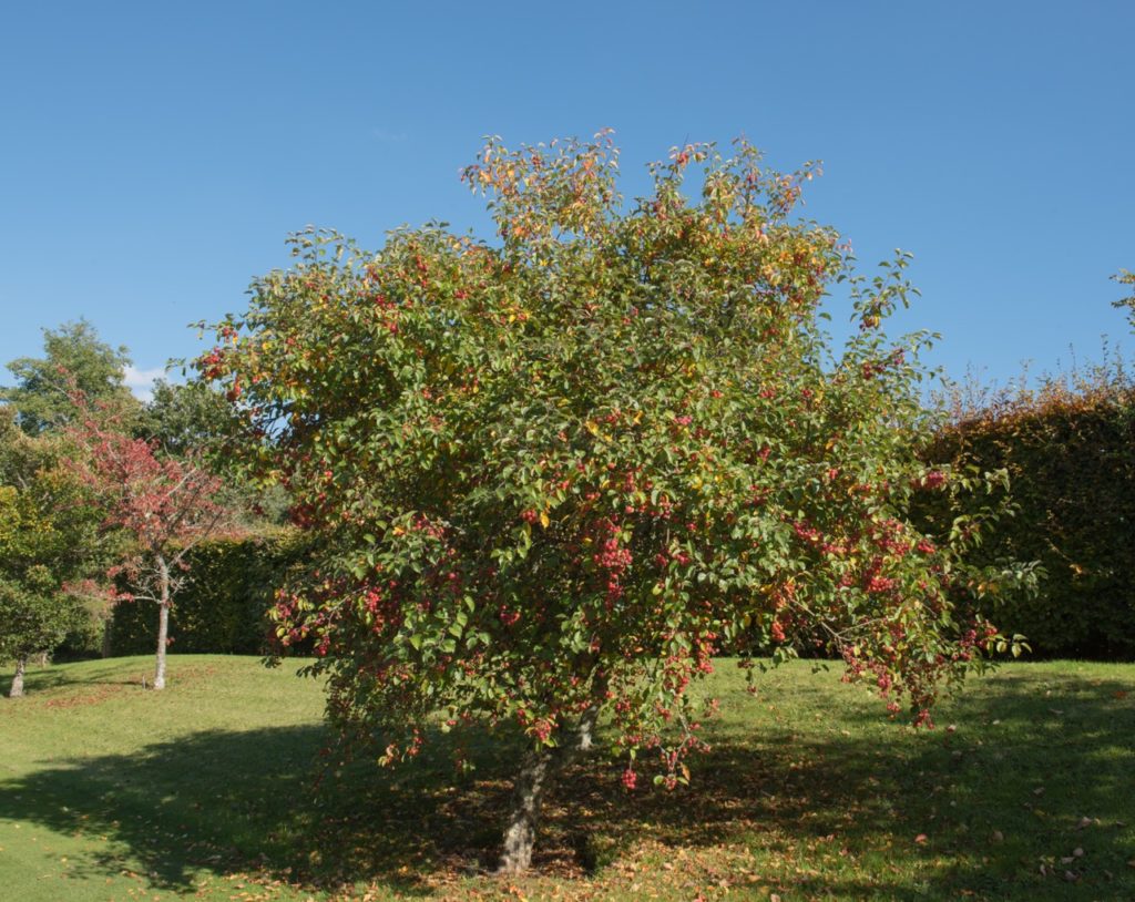 Malus 'Evereste' tree with an abundance of red fruits growing in a garden surrounded by a tall hedge