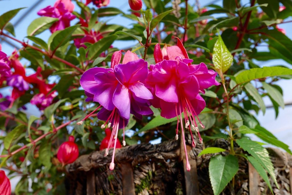 purple and pink flowering fuchsias with ovate serrated leaves growing in a greenhouse hanging basket