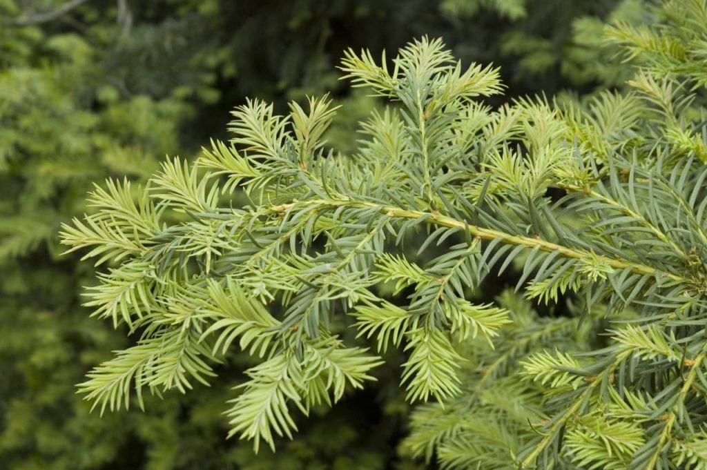 a green branch from a yew covered in thin, narrow needle-shaped leaves