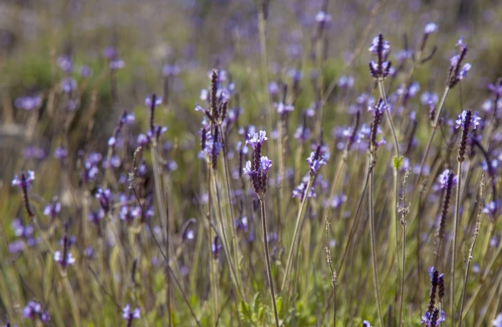 tiny purple flowers atop tall, thin stems of L. canariensis growing in a field