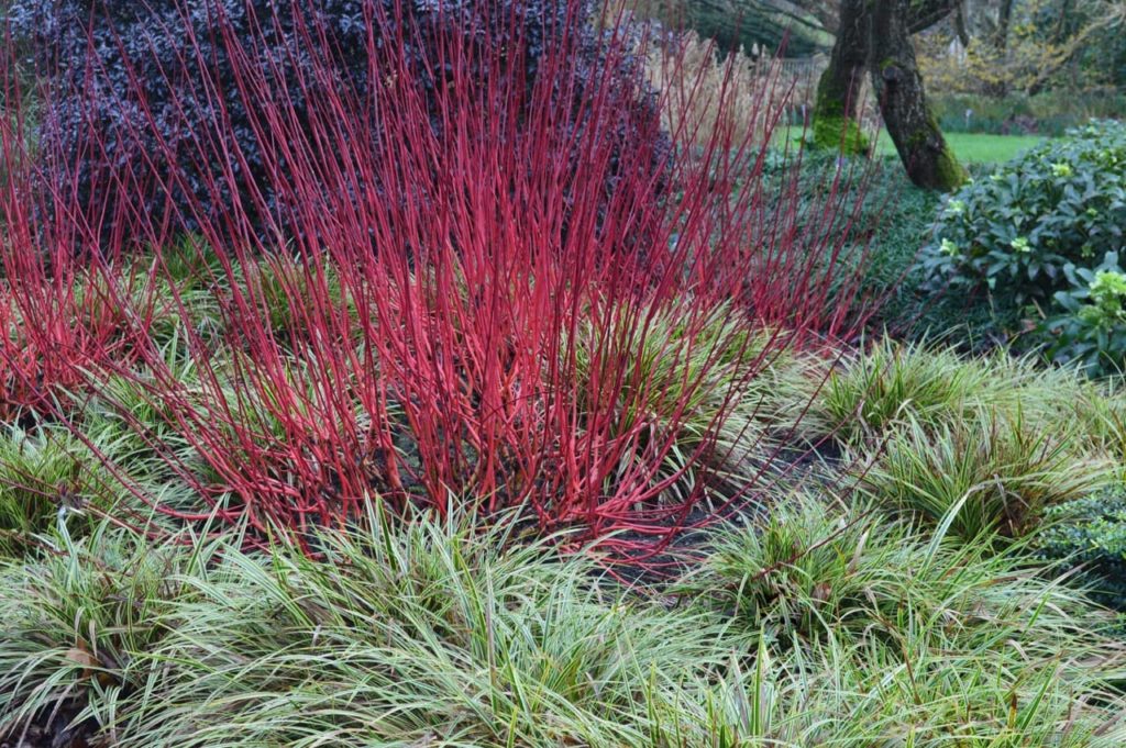 Cornus alba sibirica shrub with tall red stems surrounded by small green carex shrubs