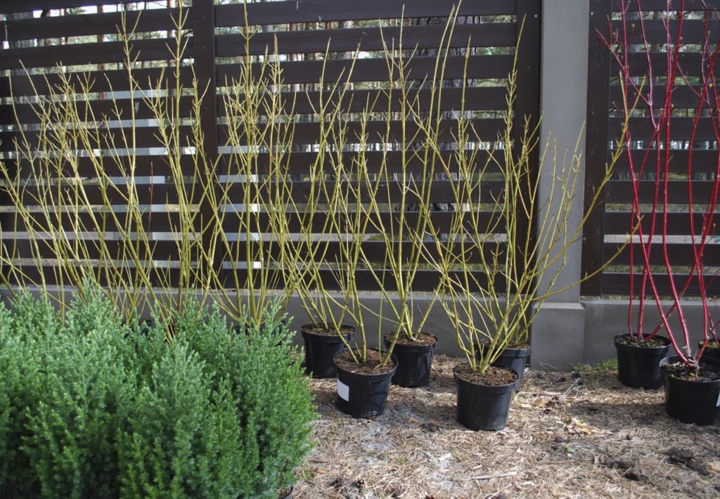 young Cornus sericea 'Flaviramea' shrubs growing in pots with branches in front of a fence