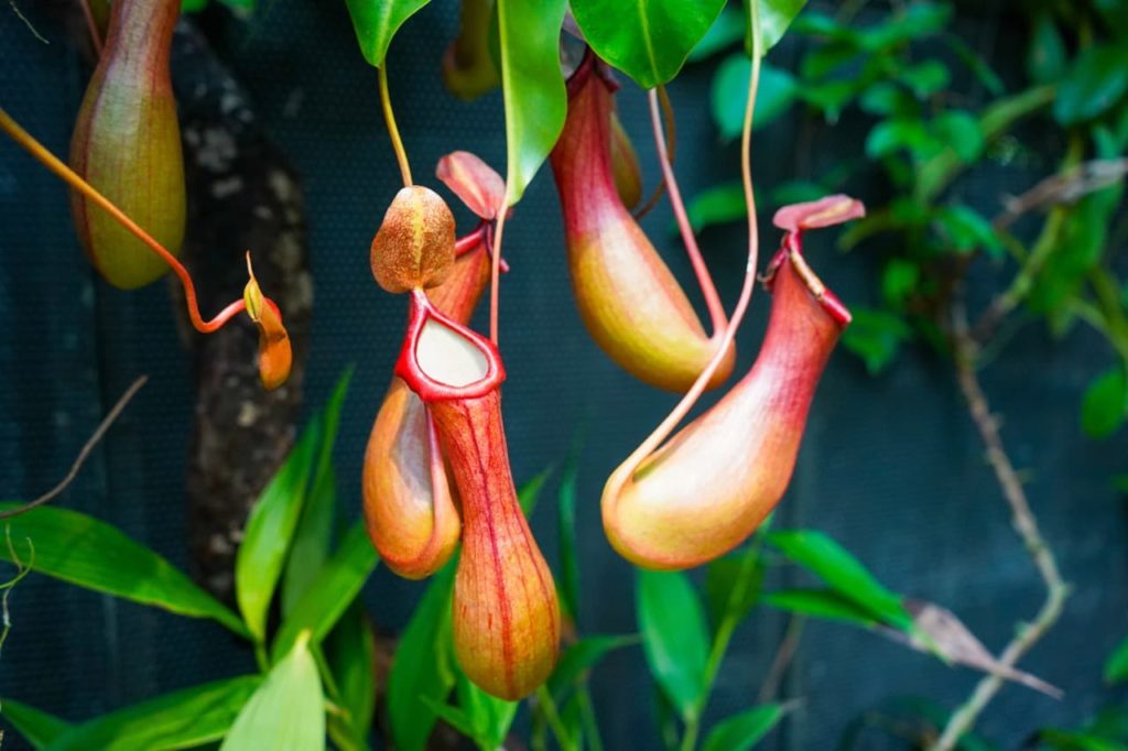 red, bulbous catchers from a pitcher plant hanging from yellow stems that are attached to the plant's green leaves