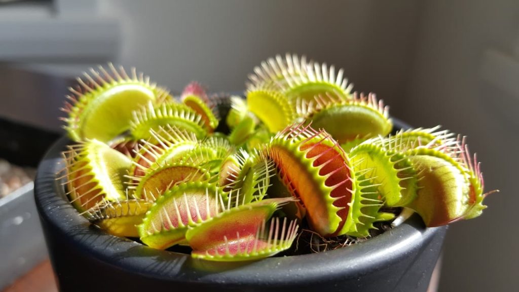 venus fly trap plant with sharp teeth growing indoors in a black pot
