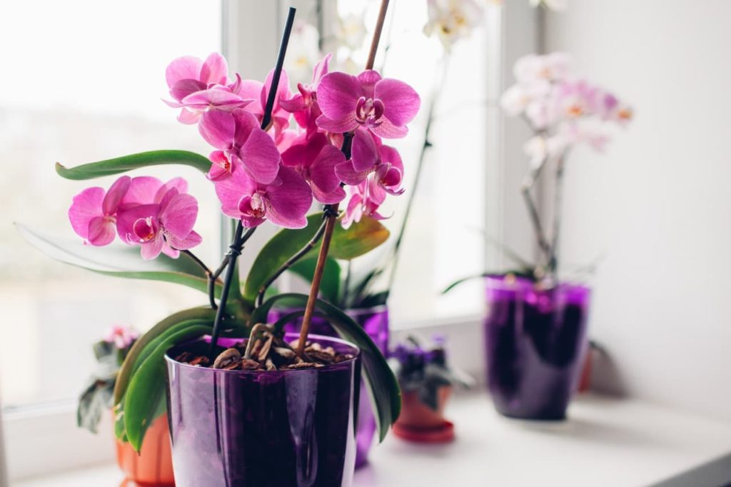 pink flowering orchids in a purple pot supported by thin canes