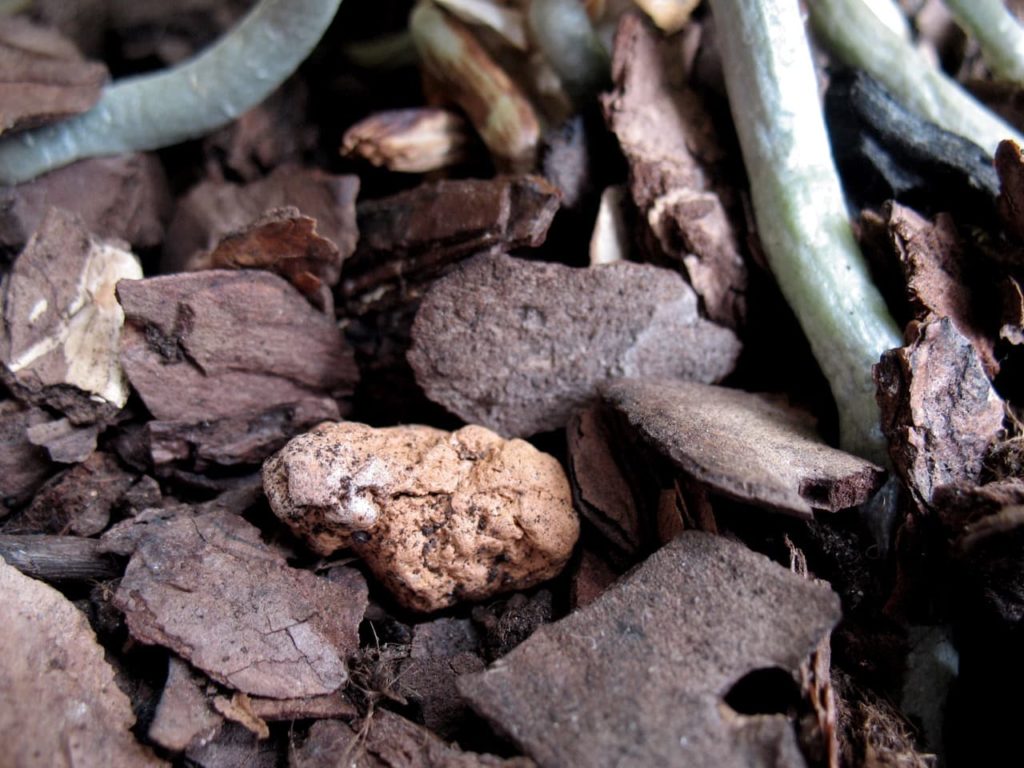 close-up of the bark used for the potting mix of an orchid, with the plant's roots growing from it