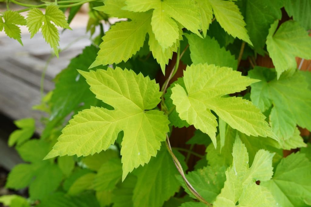 the green leaves of a hop 'aureus' shrub with serrated edges