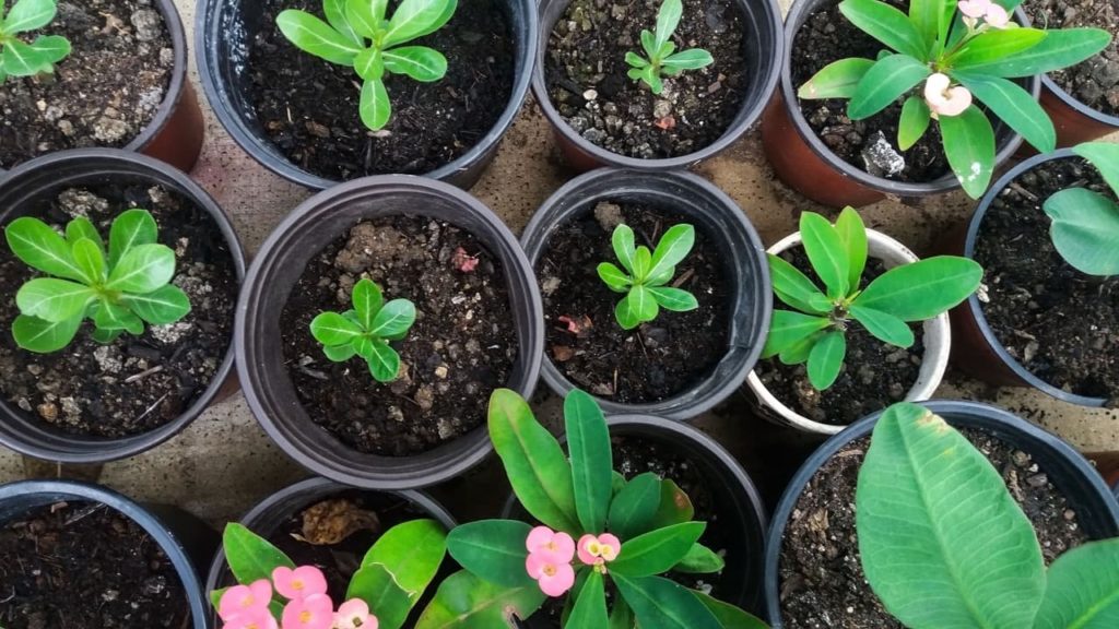 crown of thorns seedlings growing in individual pots
