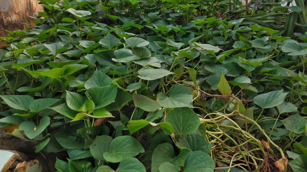 the large heart-shaped leaves of sweet potato plants growing side by side