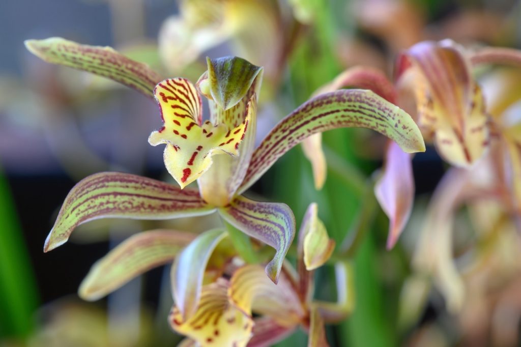 the Indian cymbidium orchid with narrow petals that are green and streaked with red 