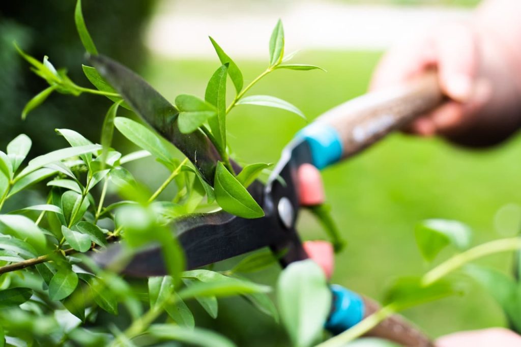 an overgrown stem from a buxus shrub being cut from the plant with a pair of shears