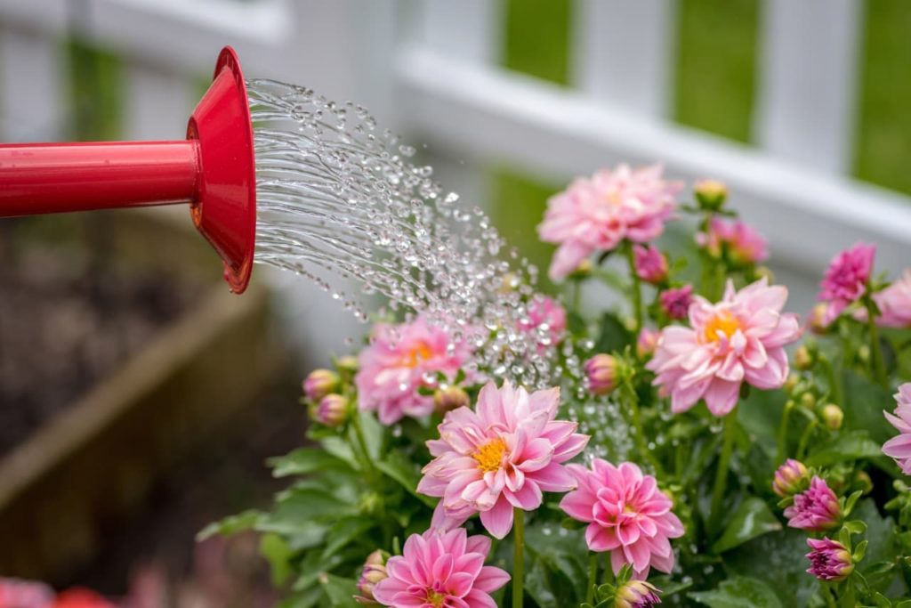watering pink dahlia flowers with yellow centres growing in a raised garden bed