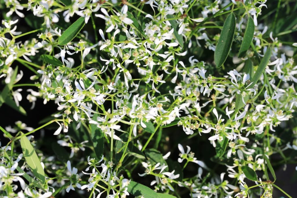 white ribbon-like flowers and dark green lanceolate leaves from a spurge shrub