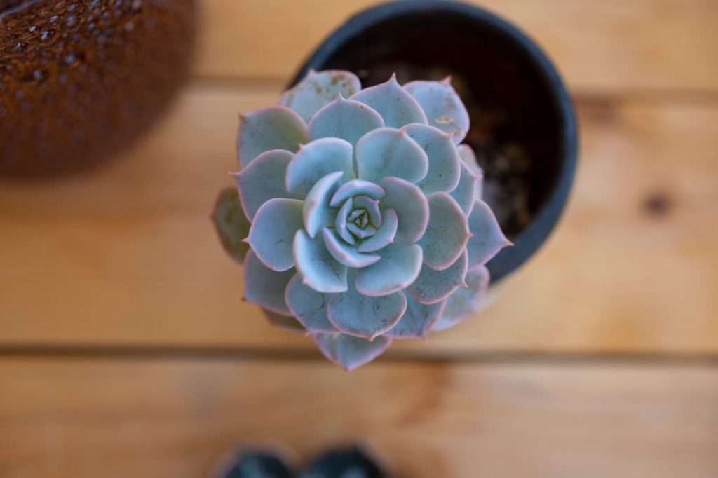 birds eye view of the red and blue leaves in the form of a rosette from an echeveria growing in a container