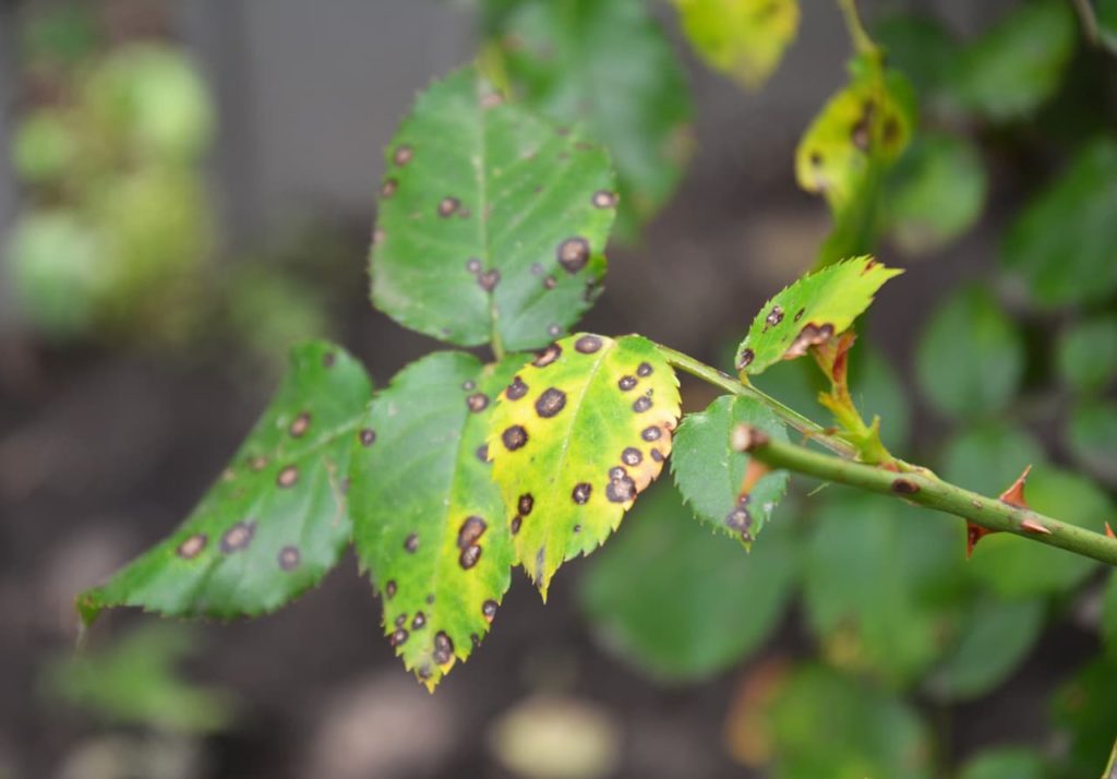 black spot on the surface of green leaves on a rose bush